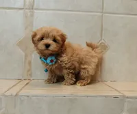 Handsome Leo , a male Maltipoo for sale in Spokane, WA – 3 of 9