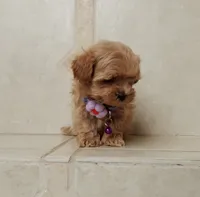 Cute Lola, a female Maltipoo for sale in Spokane, WA – 2 of 10