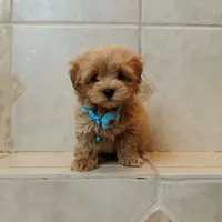 Handsome Leo , a male Maltipoo for sale in Spokane, WA – 2 of 9
