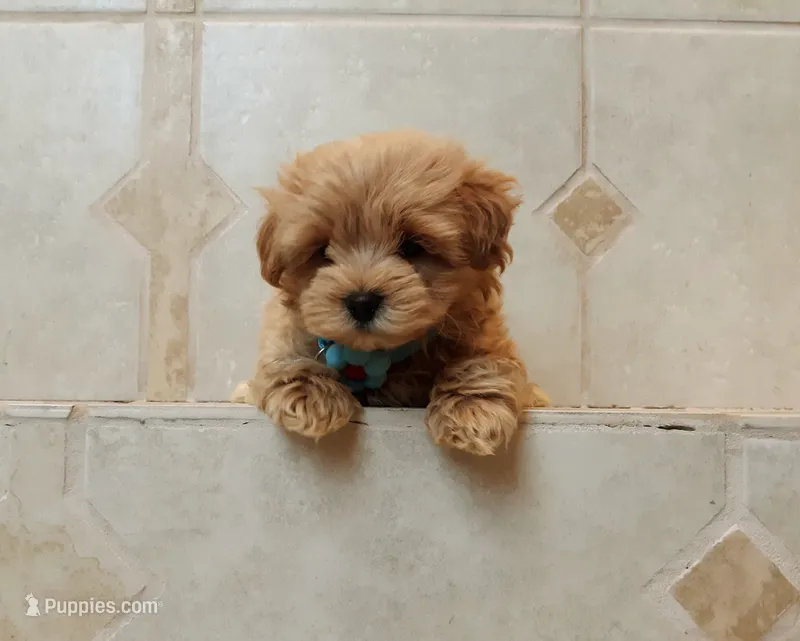 Handsome Leo  – Maltipoo puppy for sale in Spokane, WA