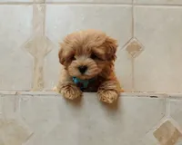 Handsome Leo , a male Maltipoo for sale in Spokane, WA – 1 of 9