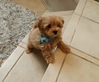 Handsome Leo , a male Maltipoo for sale in Spokane, WA – 7 of 9