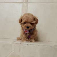 Cute Lola, a female Maltipoo for sale in Spokane, WA – 2 of 9