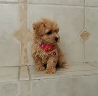 Cutie Daisy , a female Maltipoo for sale in Spokane, WA – 5 of 9