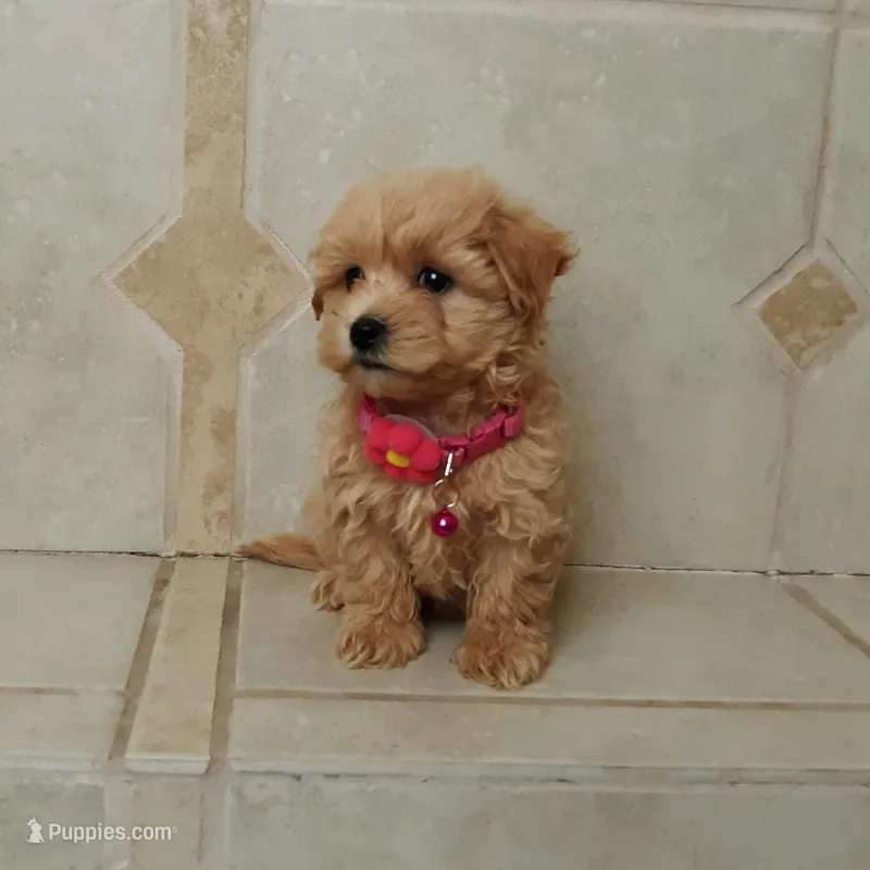 Cutie Daisy  – Maltipoo puppy for sale in Spokane, WA