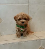 Gorgeous Milo, a male Maltipoo for sale in Spokane, WA – 5 of 8