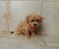 Cutie Daisy , a female Maltipoo for sale in Spokane, WA – 7 of 8