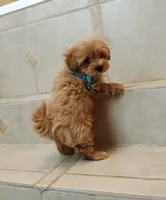 Handsome Leo , a male Maltipoo for sale in Spokane, WA – 8 of 9
