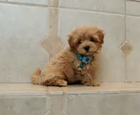 Handsome Leo , a male Maltipoo for sale in Spokane, WA – 6 of 9