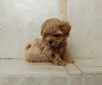 Cute Lola, a female Maltipoo for sale in Spokane, WA – 5 of 9