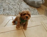 Gorgeous Milo, a male Maltipoo for sale in Spokane, WA – 7 of 8