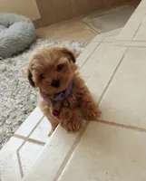 Cute Lola, a female Maltipoo for sale in Spokane, WA – 8 of 9