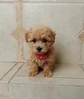 Cutie Daisy , a female Maltipoo for sale in Spokane, WA – 3 of 8