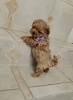 Cute Lola, a female Maltipoo for sale in Spokane, WA – 7 of 9