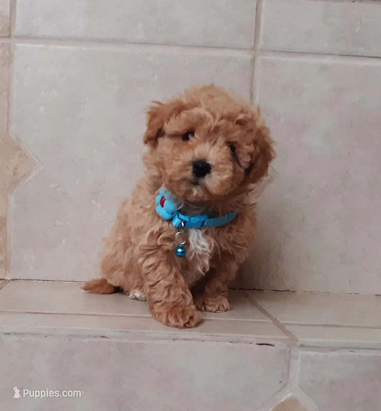 Gorgeous Maltipoo boy, a male Maltipoo for sale in Spokane Valley, WA – Photo 1 of 7