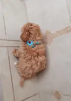 Gorgeous Maltipoo boy, a male Maltipoo for sale in Spokane Valley, WA – Photo 4 of 7