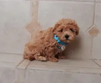 Gorgeous Maltipoo boy, a male Maltipoo for sale in Spokane Valley, WA – Photo 3 of 7