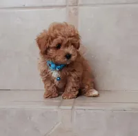 Gorgeous Maltipoo boy, a male Maltipoo for sale in Spokane Valley, WA – Photo 2 of 7