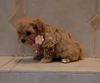 processed/34ba493f-41e4-428c-a0d0-804cf2f27d2a/listing/60e5d226-94da-4d15-a400-8d7a88946020/1b0b0277-cf55-4ec6-968c-096f48efcb17