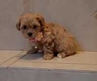 processed/34ba493f-41e4-428c-a0d0-804cf2f27d2a/listing/60e5d226-94da-4d15-a400-8d7a88946020/b3422f75-7872-4101-b4ca-ef103f6f26cd