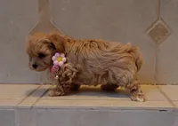 processed/34ba493f-41e4-428c-a0d0-804cf2f27d2a/listing/60e5d226-94da-4d15-a400-8d7a88946020/da12976b-701c-4d03-9263-1a07328b3a2b