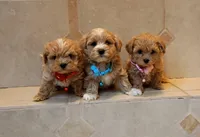 processed/34ba493f-41e4-428c-a0d0-804cf2f27d2a/listing/60e5d226-94da-4d15-a400-8d7a88946020/ff381c87-e444-4cb3-a672-72db7ccfcc8a