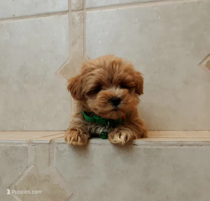 Gorgeous Milo – Maltipoo puppy for sale in Spokane, WA