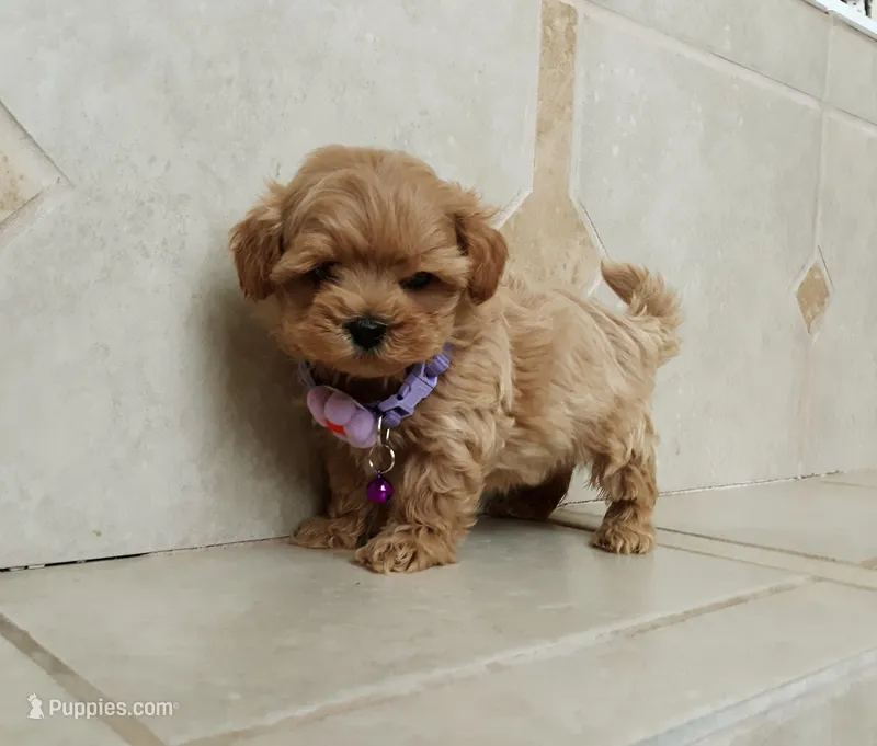 Cute Lola – Maltipoo puppy for sale in Spokane, WA