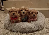 Maltipoo boy , a male Maltipoo for sale in Spokane Valley, WA – Photo 10 of 10