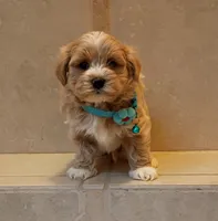Maltipoo boy , a male Maltipoo for sale in Spokane Valley, WA – Photo 1 of 10
