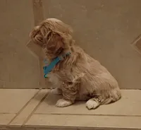 Maltipoo boy , a male Maltipoo for sale in Spokane Valley, WA – Photo 7 of 10