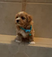 Maltipoo boy , a male Maltipoo for sale in Spokane Valley, WA – Photo 2 of 10