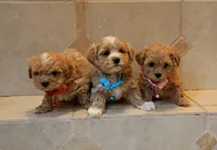 Maltipoo boy , a male Maltipoo for sale in Spokane Valley, WA – Photo 9 of 10