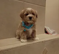 Maltipoo boy , a male Maltipoo for sale in Spokane Valley, WA – Photo 6 of 10