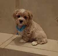 Maltipoo boy , a male Maltipoo for sale in Spokane Valley, WA – Photo 5 of 10