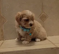 Maltipoo boy , a male Maltipoo for sale in Spokane Valley, WA – Photo 3 of 10