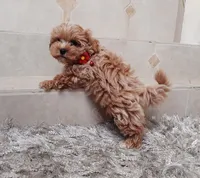 Beautiful Maltipoo boy , a male Maltipoo for sale in Spokane Valley, WA – Photo 7 of 9