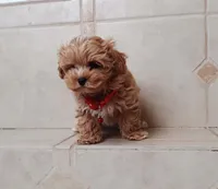 Beautiful Maltipoo boy , a male Maltipoo for sale in Spokane Valley, WA – Photo 2 of 9