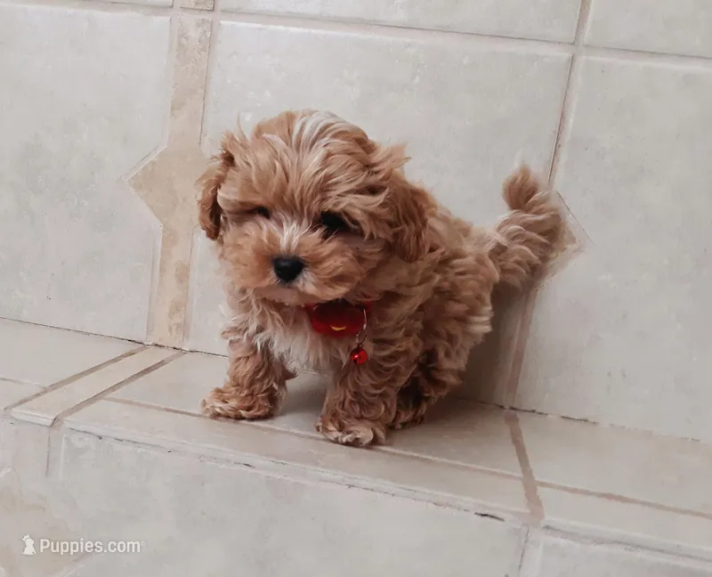 Beautiful Maltipoo boy , a male Maltipoo for sale in Spokane Valley, WA – Photo 1 of 9