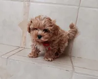 Beautiful Maltipoo boy , a male Maltipoo for sale in Spokane Valley, WA – Photo 1 of 9