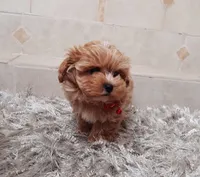 Beautiful Maltipoo boy , a male Maltipoo for sale in Spokane Valley, WA – Photo 5 of 9