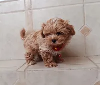 Beautiful Maltipoo boy , a male Maltipoo for sale in Spokane Valley, WA – Photo 4 of 9