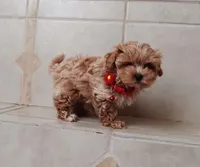 Beautiful Maltipoo boy , a male Maltipoo for sale in Spokane Valley, WA – Photo 3 of 9