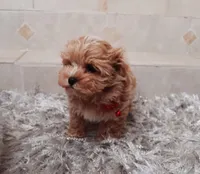 Beautiful Maltipoo boy , a male Maltipoo for sale in Spokane Valley, WA – Photo 6 of 9