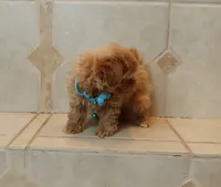 Handsome Leo , a male Maltipoo for sale in Spokane, WA – 5 of 9