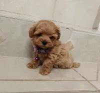 Cute Lola, a female Maltipoo for sale in Spokane, WA – 6 of 9