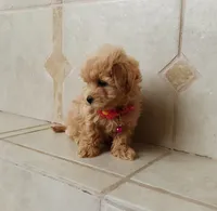 Cutie Daisy , a female Maltipoo for sale in Spokane, WA – 2 of 8