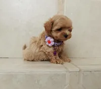 Cute Lola, a female Maltipoo for sale in Spokane, WA – 4 of 10