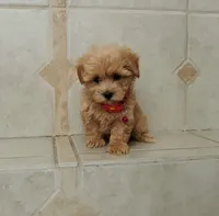 Cutie Daisy , a female Maltipoo for sale in Spokane, WA – 3 of 9