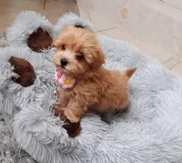 Maltipoo girl , a female Maltipoo for sale in Spokane Valley, WA – Photo 3 of 8